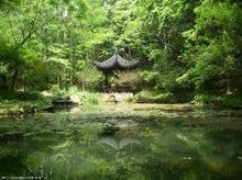 品杭州西湖龙井茶,品西湖龙井茶感受