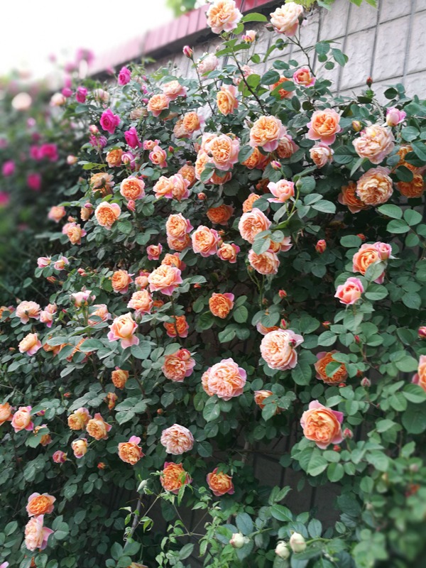 无刺四季开花藤本月季品种有哪些,耐热又耐寒的藤本月季有哪些品种