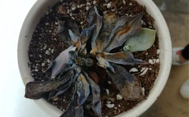 养花的虫害分类及防治,养花如何预防虫害视频教程