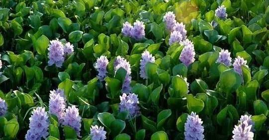 粉色和紫色的植物有哪些,紫色的植物有哪些品种