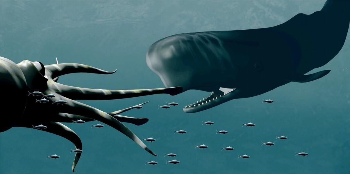 在鲸鱼肚子里是什么感觉,在鲸鱼肚子会经历什么