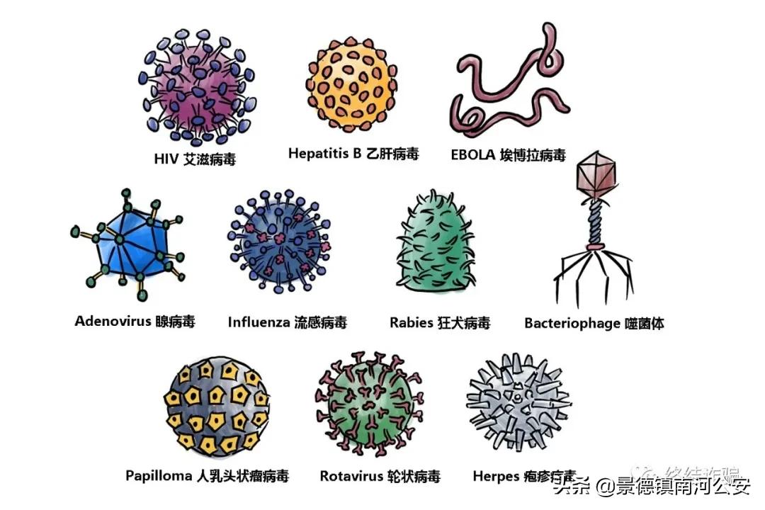科普病毒真实情况,科学家研究病毒科普小知识
