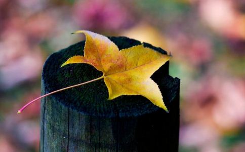 有助睡眠的食物褪黑素,每晚吃一片褪黑素改善睡眠