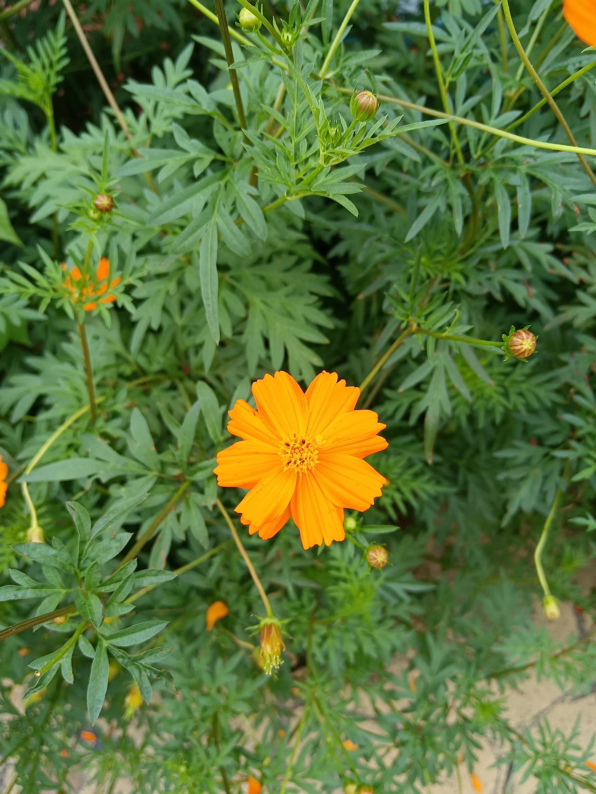 荣耀x20升级magicui5.0升级名单,荣耀x20升级magic6.0