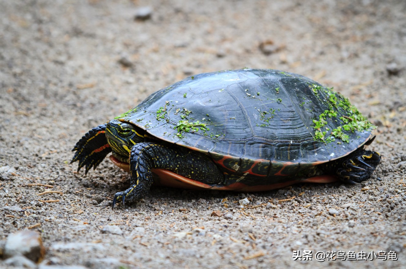 东锦龟和西锦龟长大后哪个好看,南石龟什么颜色最好看