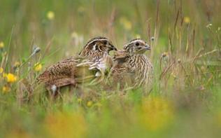 养鹌鹑鸟需要注意哪几方面的问题,养鹌鹑需要注意些什么