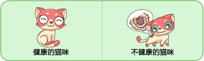 你的猫咪幸福吗,你的猫咪是怎样的