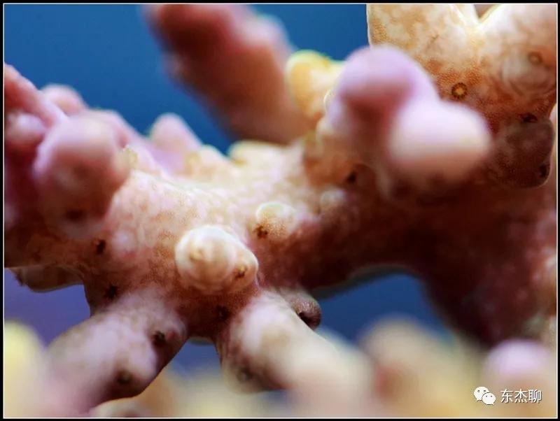 珊瑚鱼缸扁虫怎么处理,珊瑚扁虫怎么繁殖