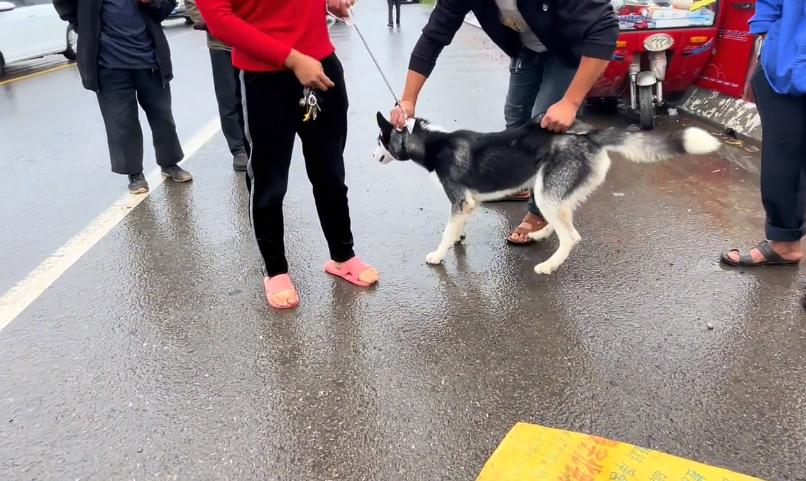 哈士奇一块钱就可以买到,河南哈士奇价格