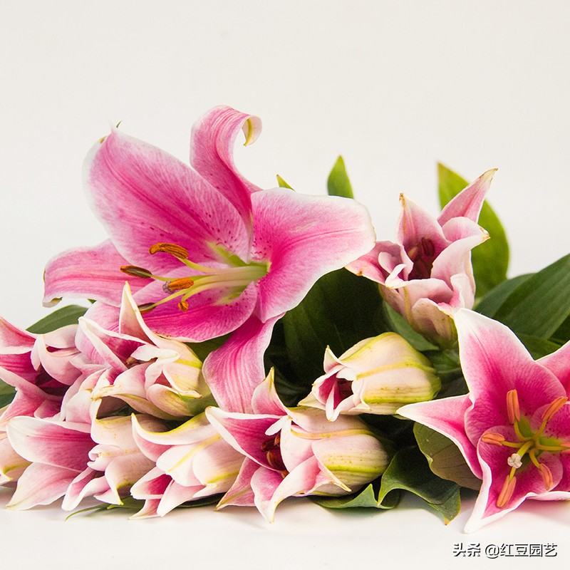 香水百合怎么养可以长期开花,香水百合怎么养才长得好