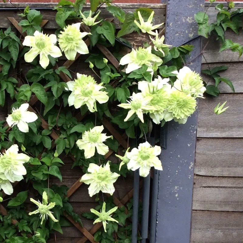 适合阳台养的藤本开花植物有哪些,适合做花墙的藤本植物