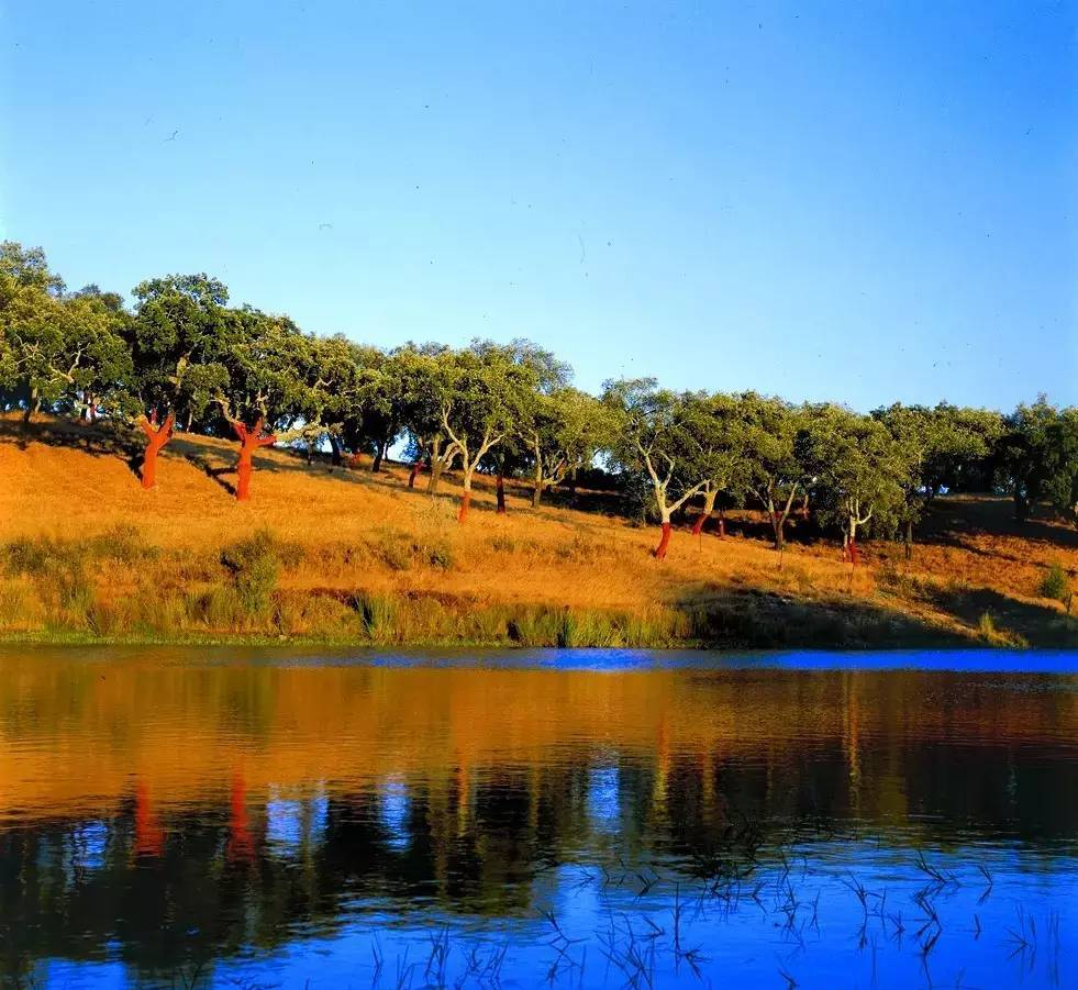 威士忌软木塞如何保存,威士忌为什么用木塞