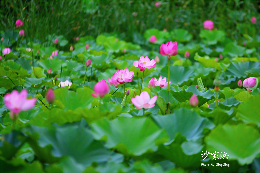 常熟哪里有荷花,江苏常熟荷花景区