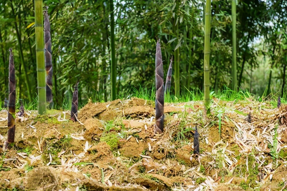 云贵川农产品土特产竹笋,重庆市忠县白石镇竹笋