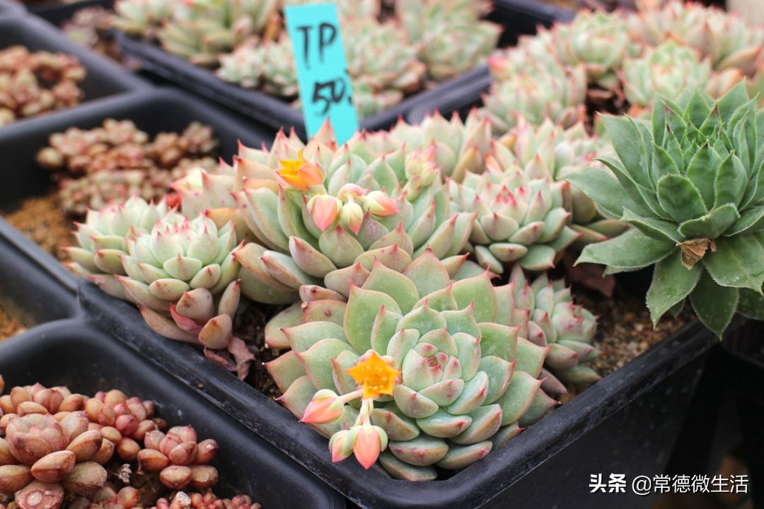 常德丹洲大草原介绍,丹洲草原风景