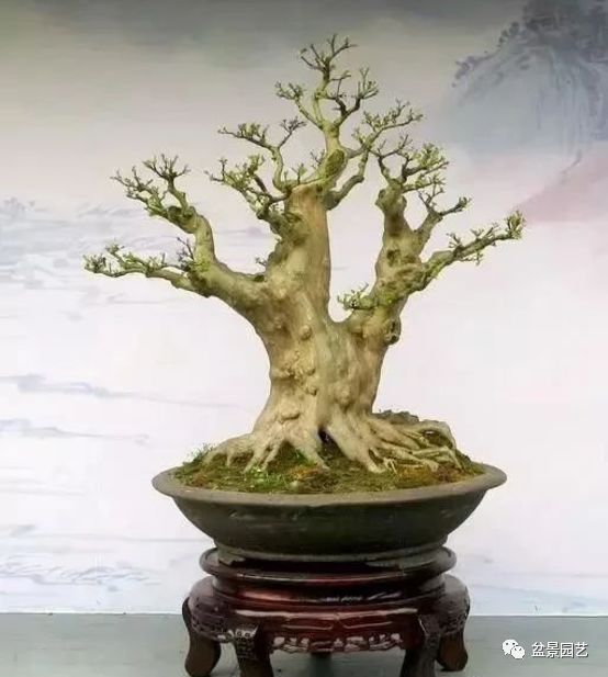 48种绝世盆景,绝世惊艳之作