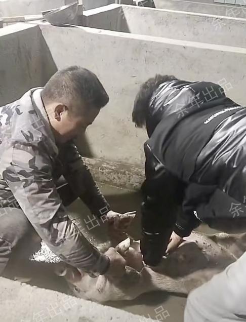 哭笑不得！四川一男子给小猪做人工呼吸，把猪整干哕了