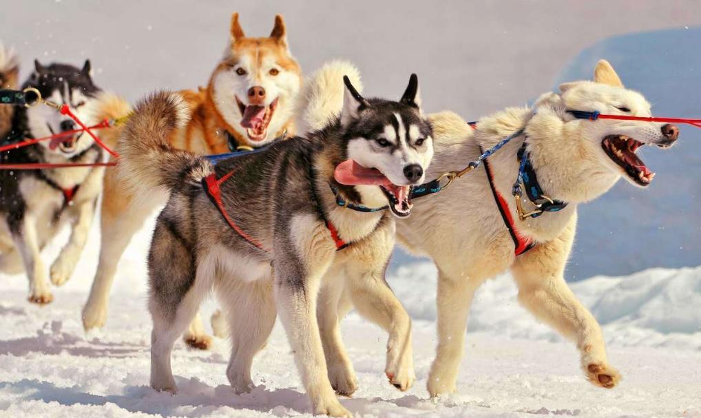 夏天哈士奇怎么降温,夏天如何给哈士奇避暑