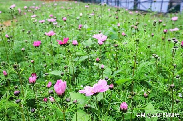 58抢花都志惠农场+玻璃桥套票惊险横跨268米更有环球飞车项目