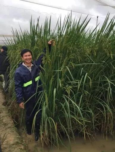 2米多高的巨型稻价格多少,巨型稻2000斤一亩是真的吗