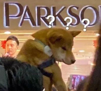 明星大撞脸你看哪个最像,明星撞脸对比