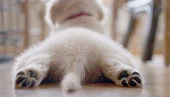 狗狗的这几个动作说明它要咬人,狗狗这几个举动是在喊救命