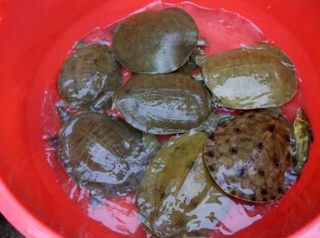 野生甲鱼的生活习性及钓法,20斤的野生甲鱼多少年能长这么大