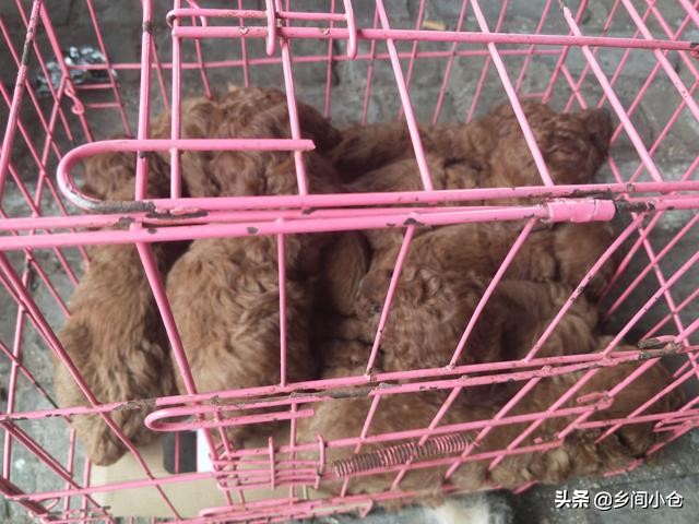 真正的狗市品种,哪里的狗市便宜品种又好种类又多