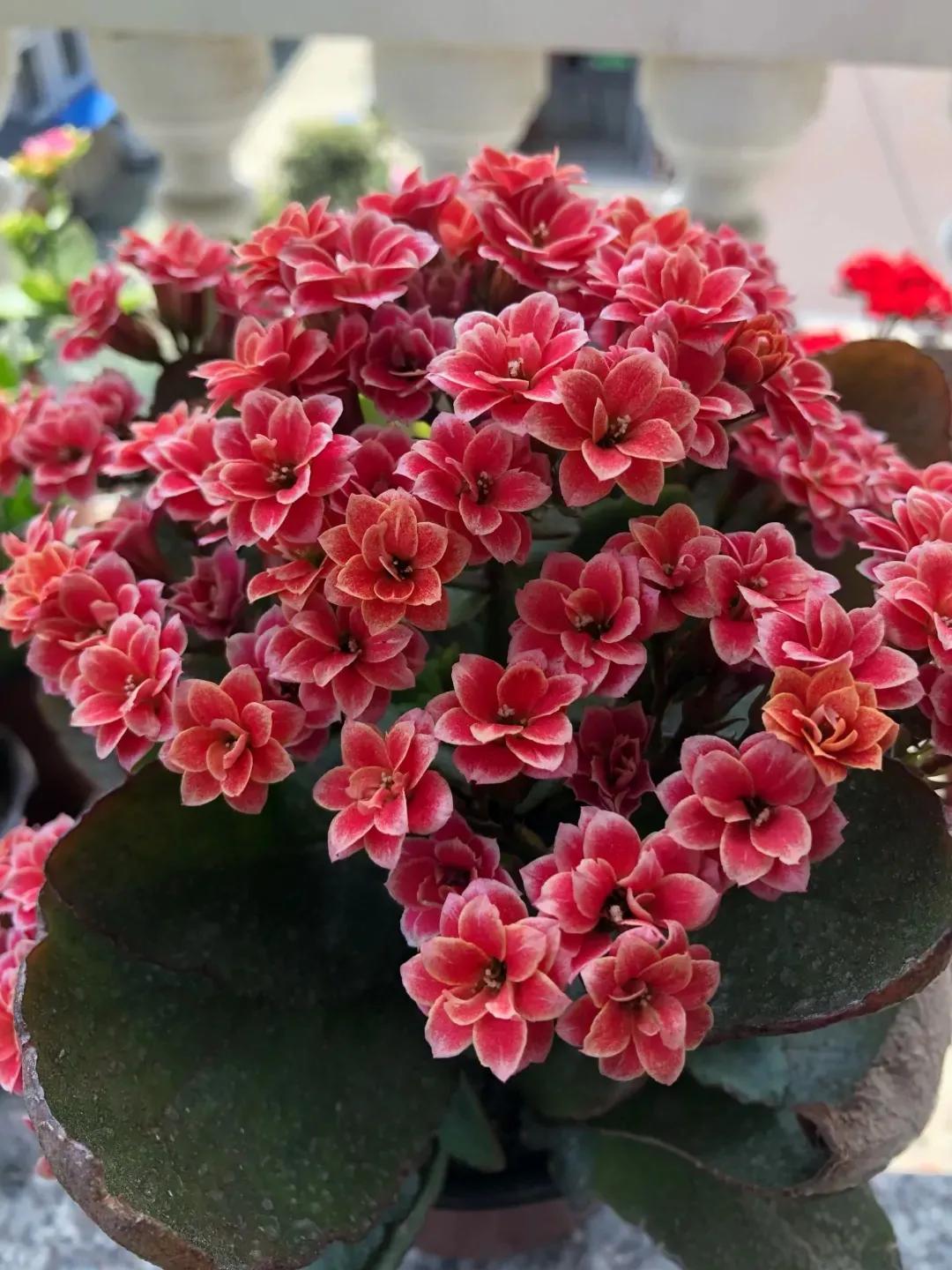 单瓣长寿花品种大全图,长寿花单瓣最好看的品种