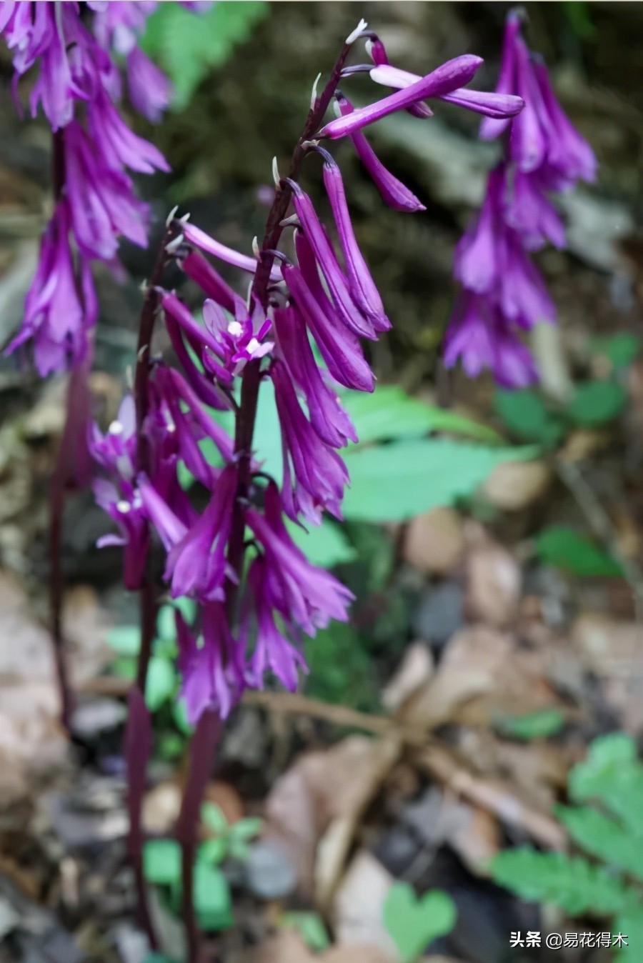杜鹃兰属于几级保护植物,杜鹃兰品种图片