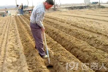 马铃薯组培苗栽培管理技术,马铃薯主要栽培技术