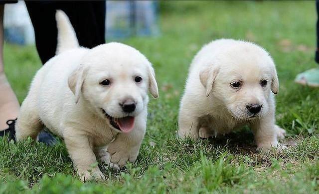 拉布拉多饲养教程视频大全,拉布拉多犬的喂养与训练方法