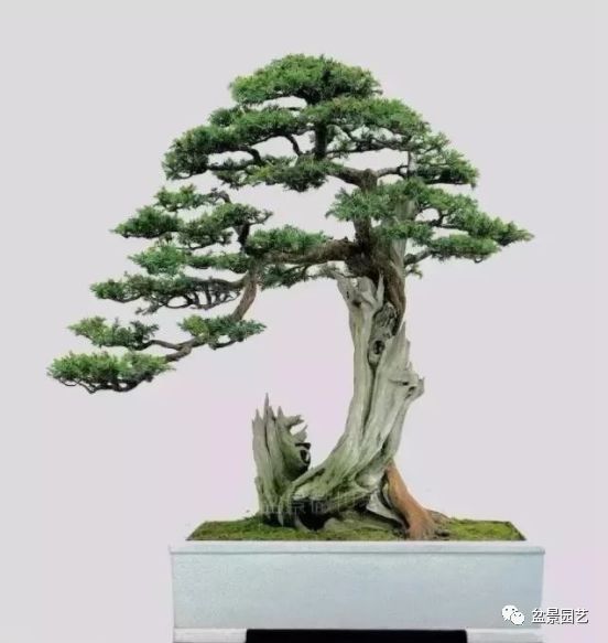 48种绝世盆景,绝世惊艳之作