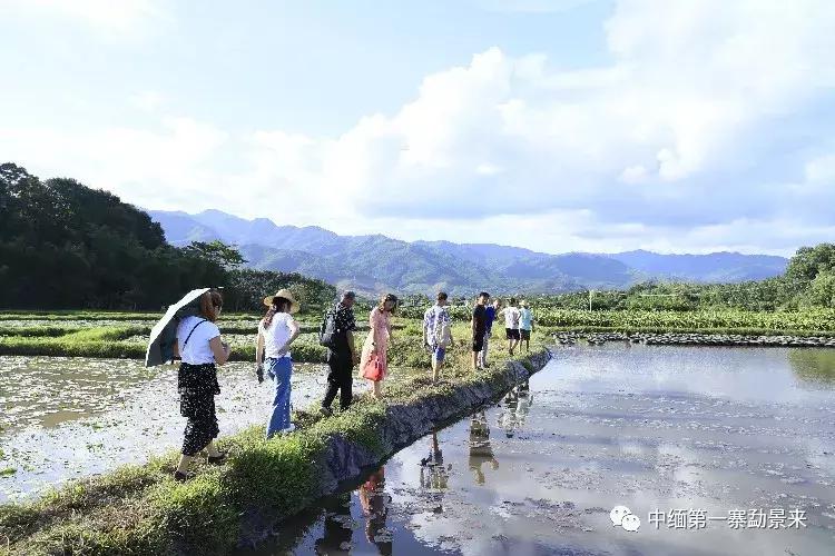 泰国顶级睡莲博士Dr.Nopchai版纳行，被勐景来圈粉