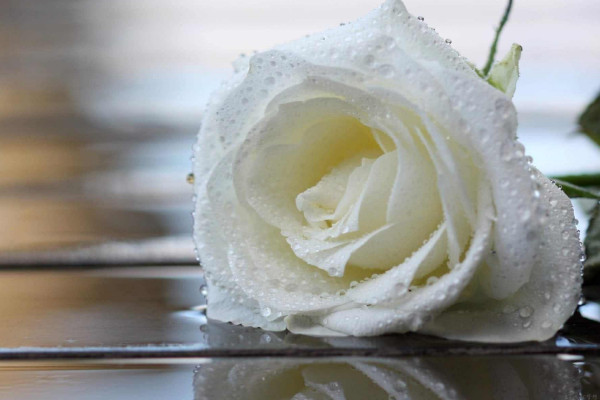 9999朵玫瑰代表意思,999朵玫瑰代表意思