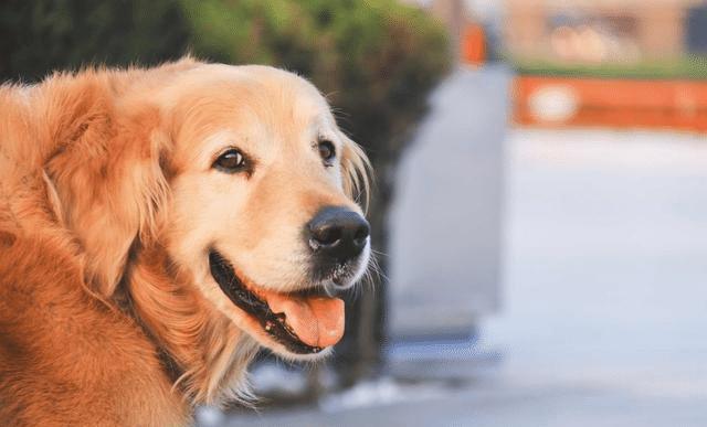 宠物狗口臭是什么原因引起的,宠物狗有口臭该怎么处理