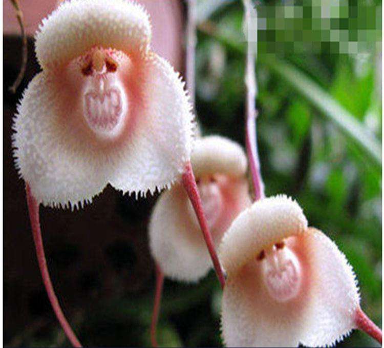 十种名贵的兰花品种有哪些,最珍贵的兰花品种排名前10位