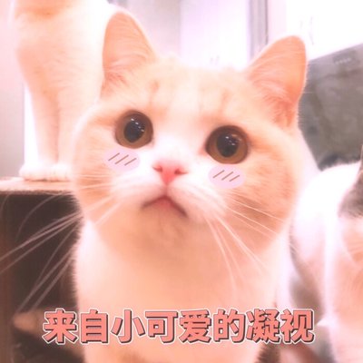 猫咪的饲养常识教案,如何饲养好银渐层猫咪