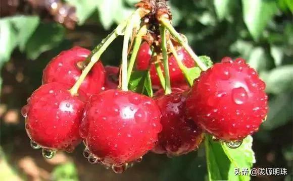 西安摘樱桃的地方推荐附近,西安周边摘樱桃去哪里