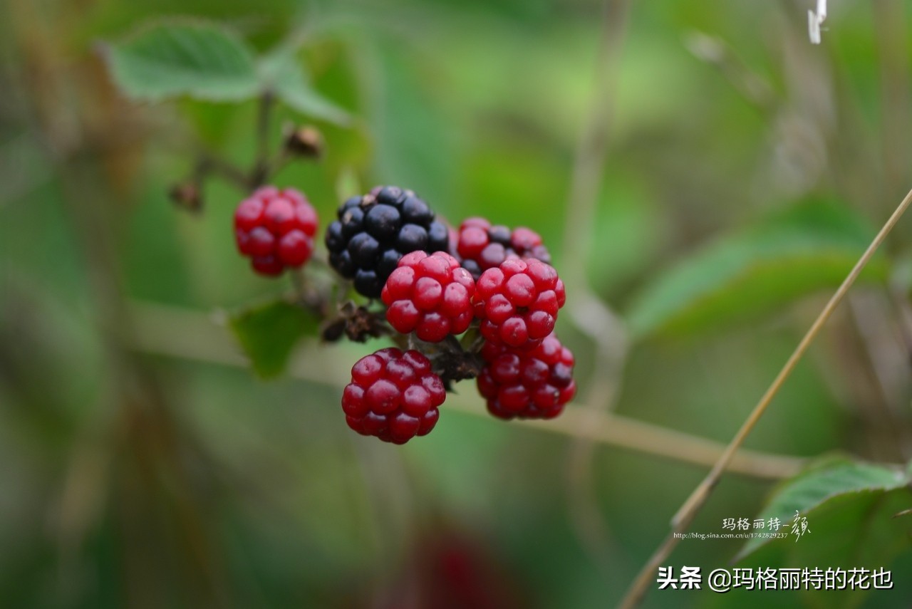 花园里种树莓吗,树莓在庭院里如何种植