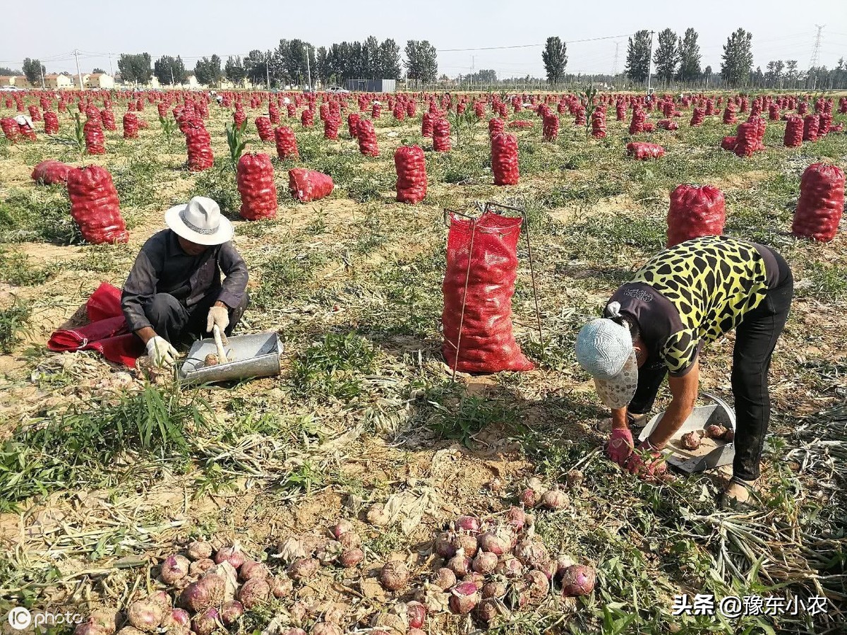 大蒜长蒜苔,大蒜长蒜苔时蒜瓣长芽怎么回事