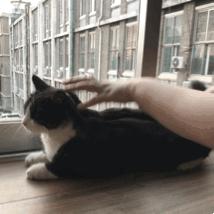 猫故事书籍,猫故事小说