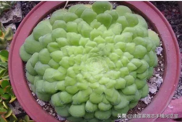 365种多肉图谱大全,365种鲜花图册大全