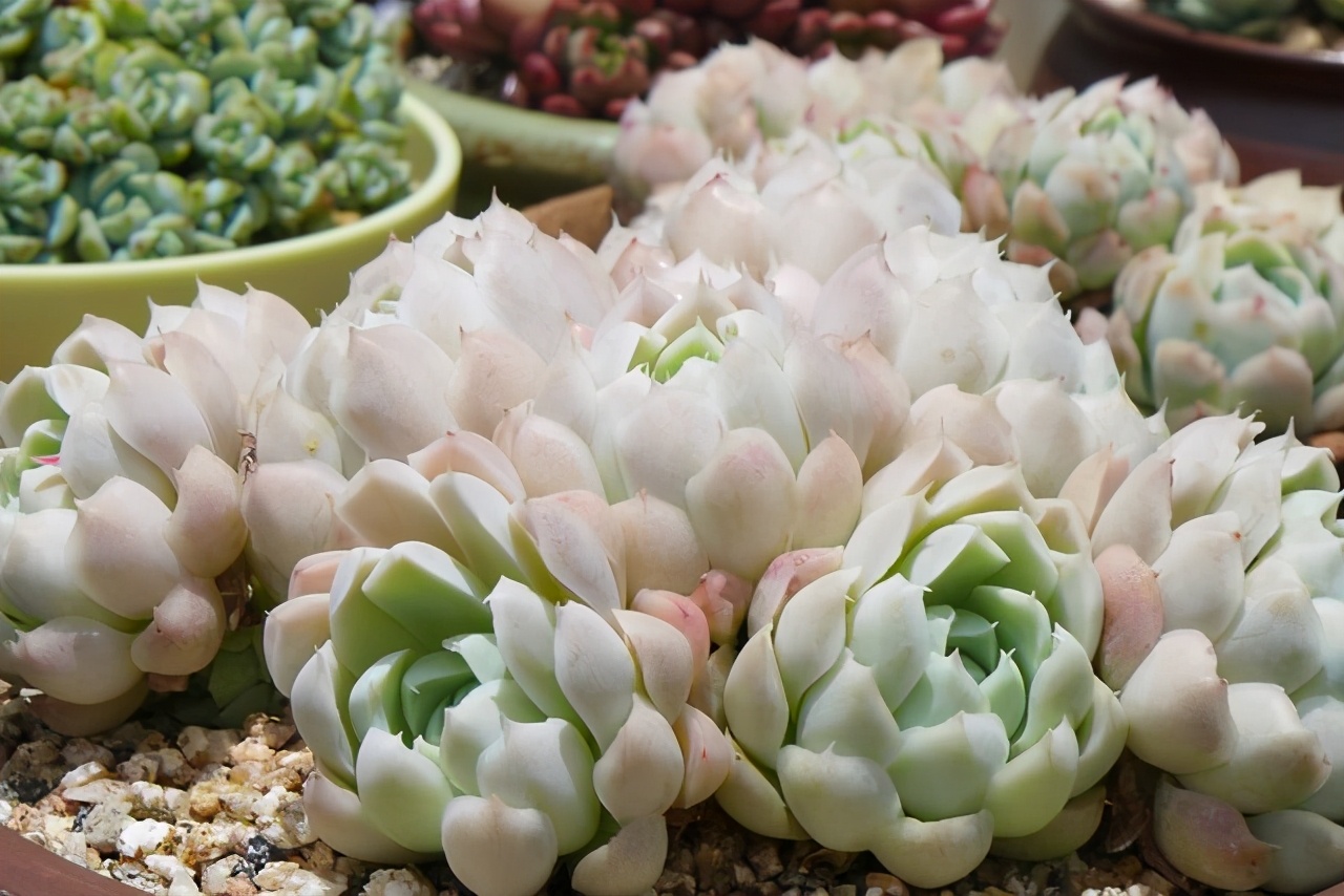 阳台养花盆底漏水怎么办,缺口盆种多肉如何防止漏土