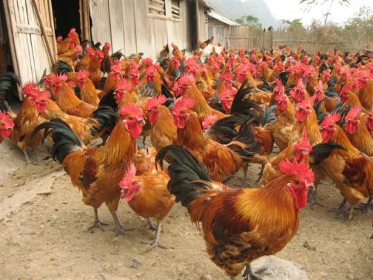 生长多久的鸡有鸡蹬子,导致鸡生长缓慢的原因是什么