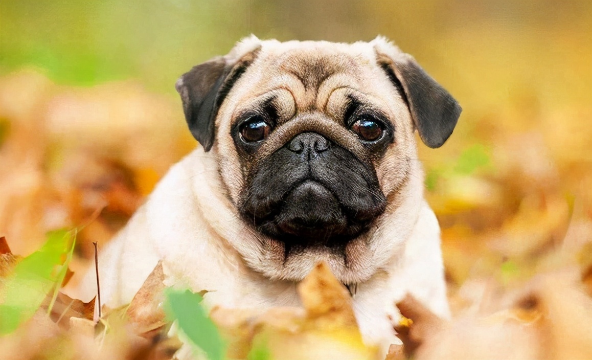 巴哥犬的体臭能彻底清除,两个月巴哥犬怎么除体臭