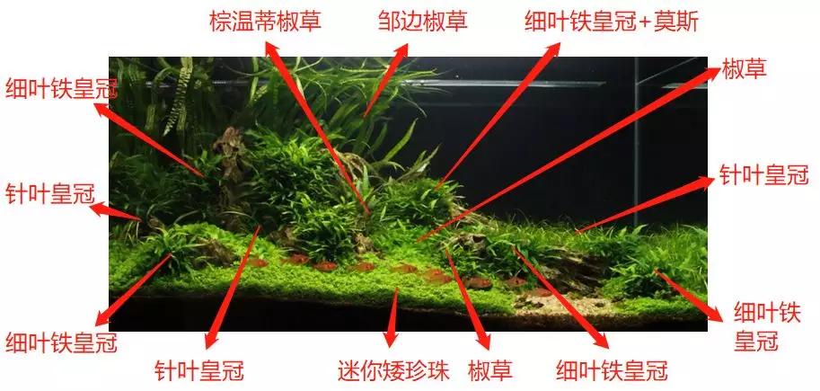 三角形构图水族造景,水族造景构图黄金比例