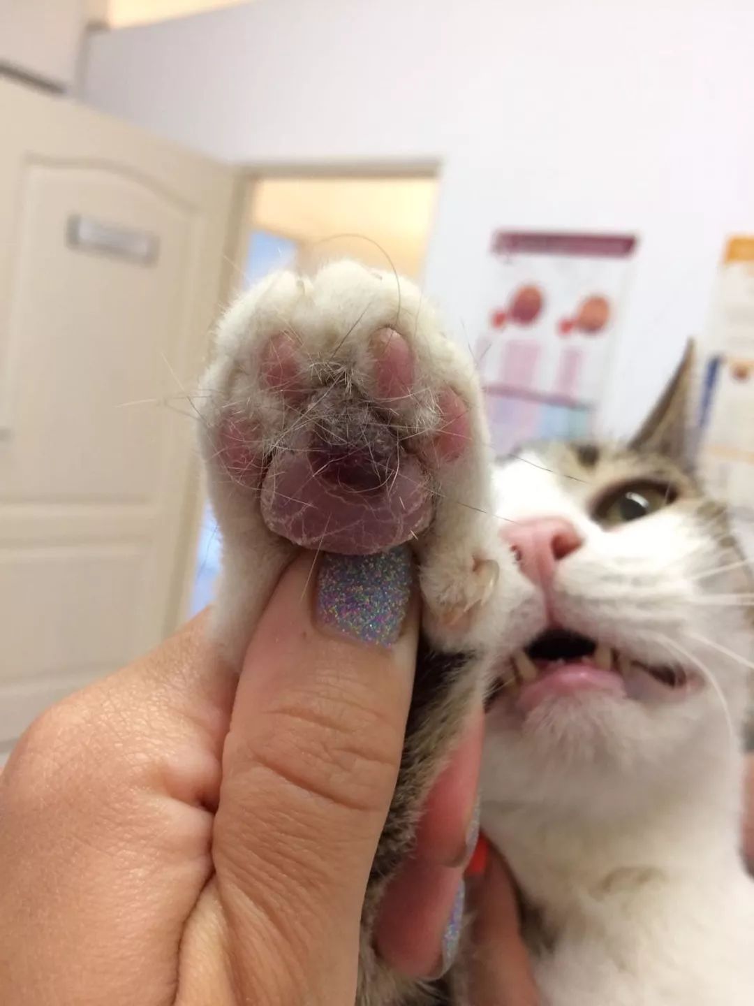 猫咪肉垫溃烂是怎么回事,猫咪肉垫干裂掉皮