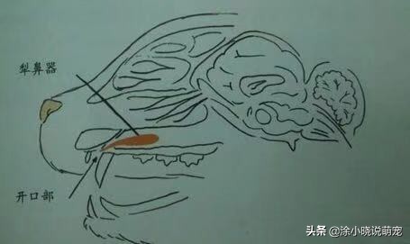 辟谣猫咪并非黑夜都能看得清,猫咪辟谣