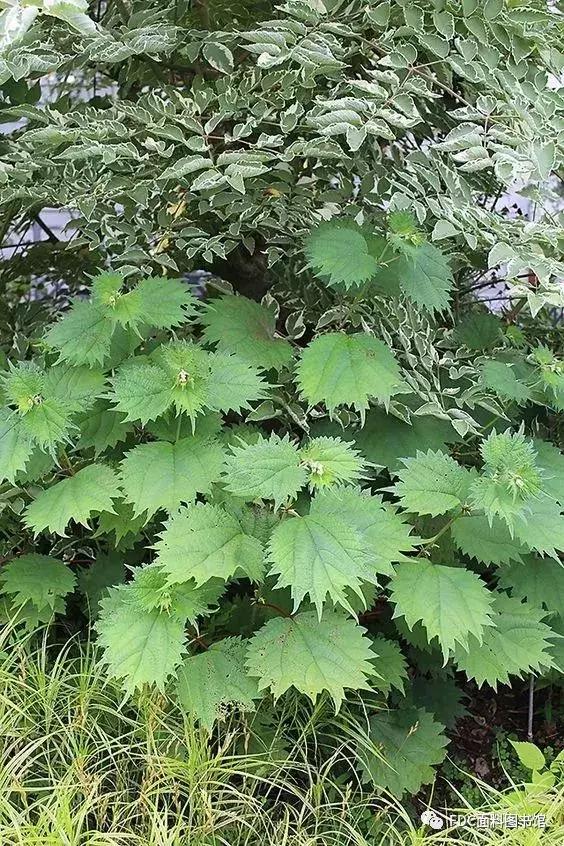 能用来制作面料的植物知多少？（下）